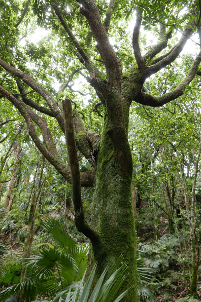 Ogasawara Chichi jima Bonin island的遗迹。图片下载