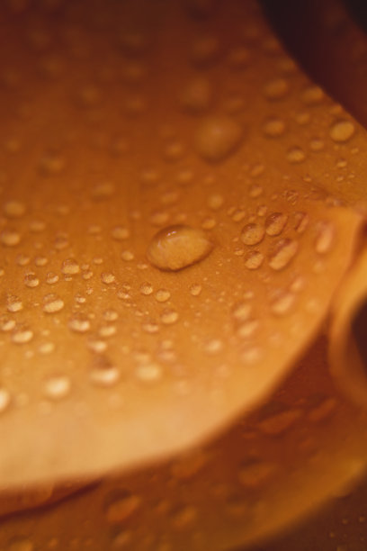 水滴在毛茛的花瓣上。橙花抽象花背景，选择性聚焦。宏观的花的照片图片下载
