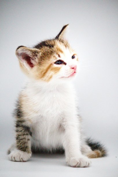 白花或龟甲猫小狗孤立在白色背景图片下载