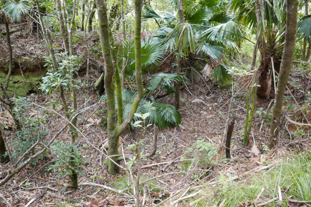 Ogasawara Chichi jima Bonin island的遗迹。图片下载