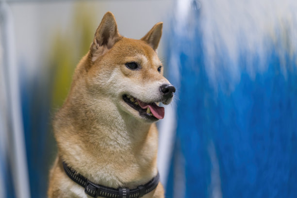 日本红狗。柴犬带着五颜六色的花。一只狗在一片五颜六色的草地上。图片下载