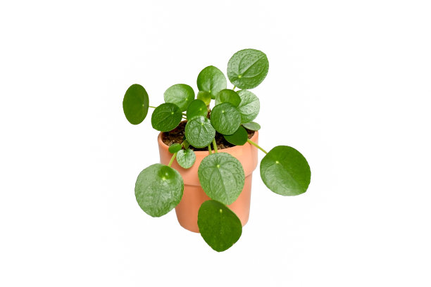 美丽的新鲜房子植物和中国的钱(Pilea peperomioides)在棕色的陶瓷花盆上白色的背景和修剪路径。室内盆栽植物的概念。图片下载
