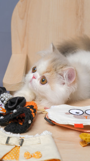 灰色和白色女性波斯毛绒绒的猫照片拍摄会议工作室与白色背景与猫的表情图片下载