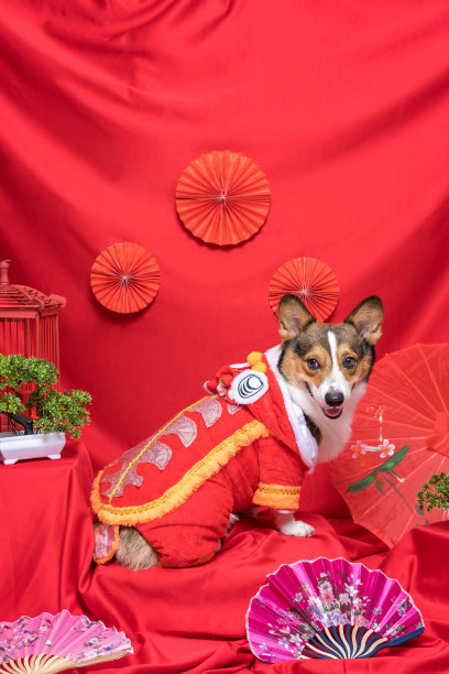 一只雄性柯基犬拍摄威尔士彭布罗克宠物摄影工作室以红色为背景的春节主题服装和装饰图片下载