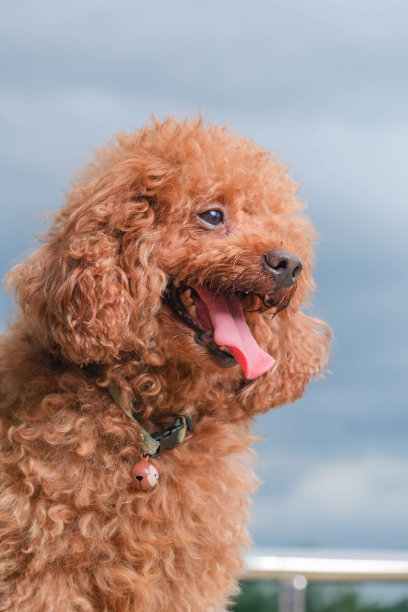 巧克力色的皮毛狮子狗照片拍摄会议在工作室与灰色的背景和快乐的表情图片下载
