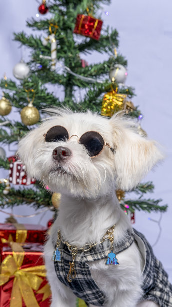 一只白色雌性狗狗的马耳他照片拍摄宠物摄影与圣诞衬衫和装饰或灰色背景礼服图片下载