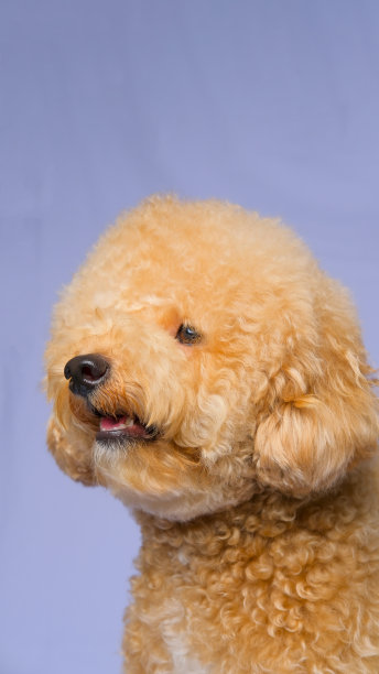 奶油奶油的女性狮子狗照片拍摄会议在工作室与灰蓝色的背景和快乐的表情图片下载