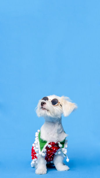 一只白色雌性狗狗的马耳他照片拍摄宠物摄影与圣诞衬衫或裙子与蓝色背景图片下载