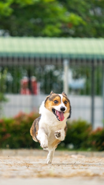 早上，一只巧克力色和白色相间的雄性彭布罗克威尔士柯基在公园户外拍摄宠物照片图片下载