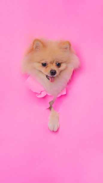 一个女性粉彩pom博美犬摄影工作室宠物摄影概念打破粉红色的纸头通过它的表达图片下载
