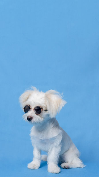 一只白色雌性狗狗的马耳他照片拍摄宠物摄影与圣诞衬衫或裙子与蓝色背景图片下载