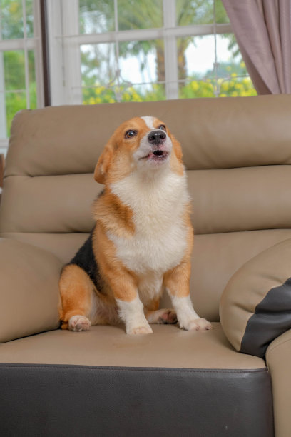 雄性彭布罗克威尔士柯基摄影工作室在房子里与可爱的表情狗拍摄宠物照片图片下载