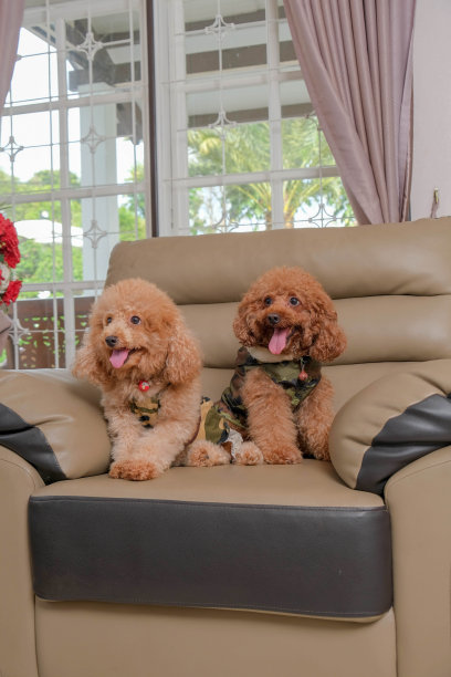 巧克力色的皮毛狮子狗照片拍摄会议在工作室与灰色的背景和快乐的表情图片下载