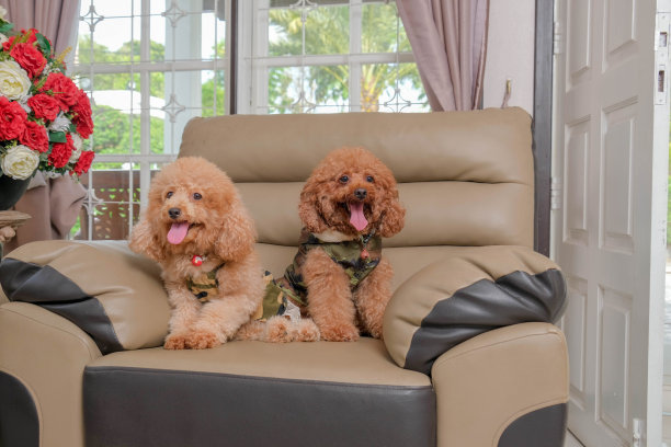 巧克力色的皮毛狮子狗照片拍摄会议在工作室与灰色的背景和快乐的表情图片下载