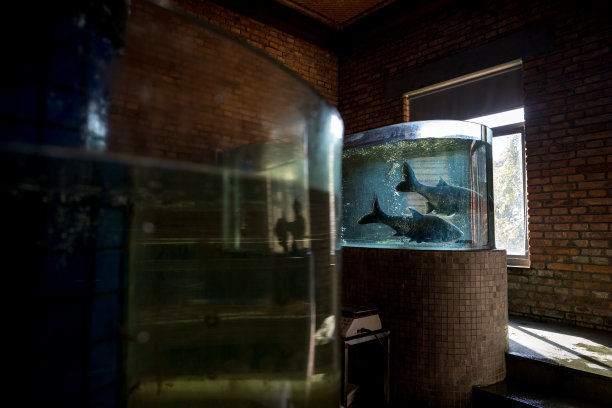 中国台州临海中国美食古镇的鱼缸。图片下载