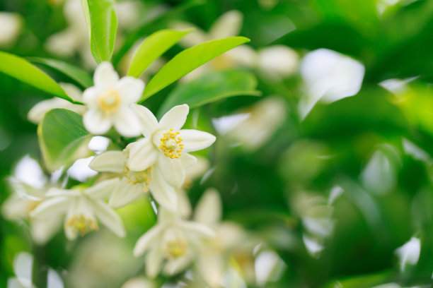 柑橘花图片下载
