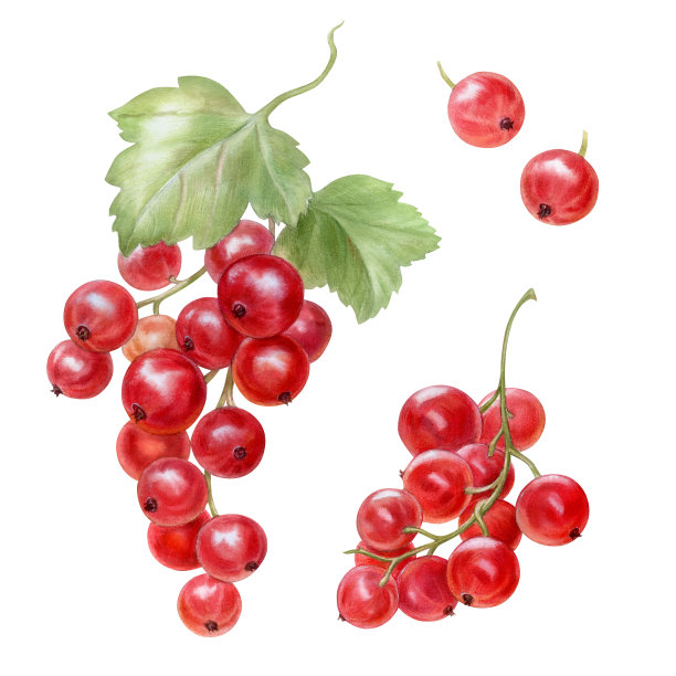设置成熟的红醋栗浆果，水彩插图图片下载