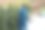 穿格子花呢的女人在后院用手机拍日落图片下载