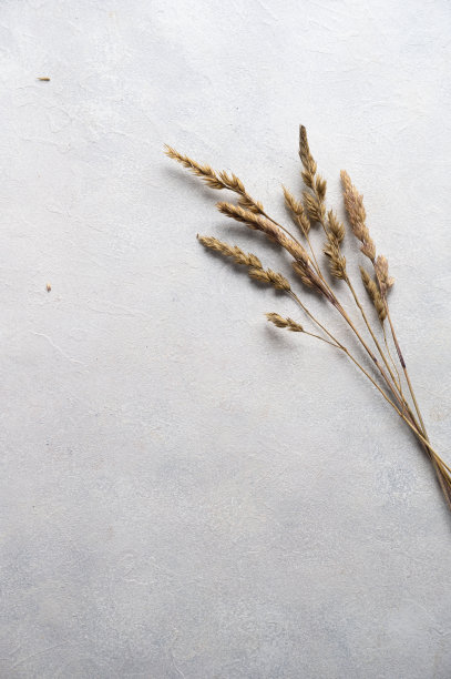 静物模型，干草，干花。米色表格背景。Flatlay,复制空间图片下载