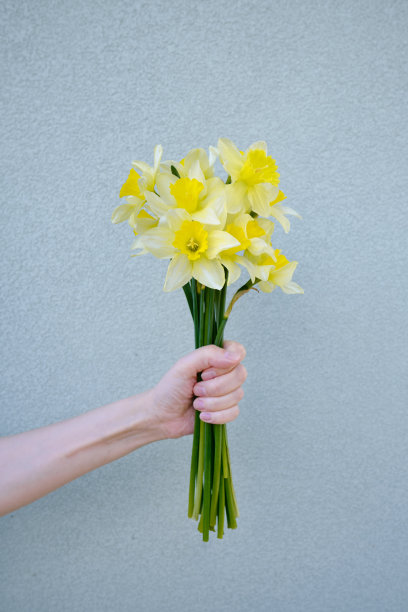 女人手中的黄水仙。花商手中时髦的水仙花。一个穿白t恤的女孩收集了一束鲜花。美丽的春天，娇嫩的复活节花朵。节日礼物图片下载