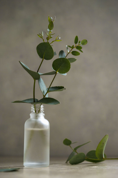 天然桉树树枝在玻璃花瓶瓶。家居室内花卉，极简静物理念图片下载