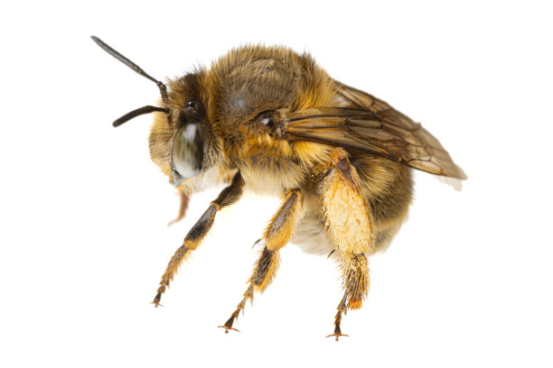 欧洲的昆虫-蜜蜂:在白色背景侧视图上孤立的雌性大朵花(Pelzbienen)图片下载