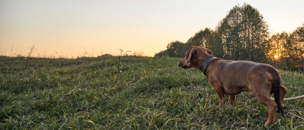 在大自然中遛狗图片下载