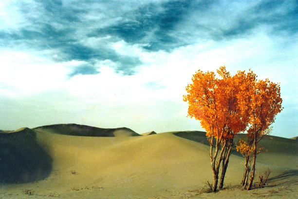 秋天，金灿灿的白杨林在沙漠地区图片下载