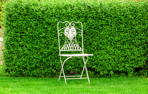 绿叶背景和金属椅。绿叶女贞树篱女贞俗背景。图片下载