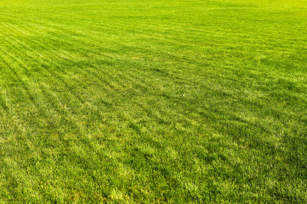 绿色的草坪草。无缝的抽象背景图片下载