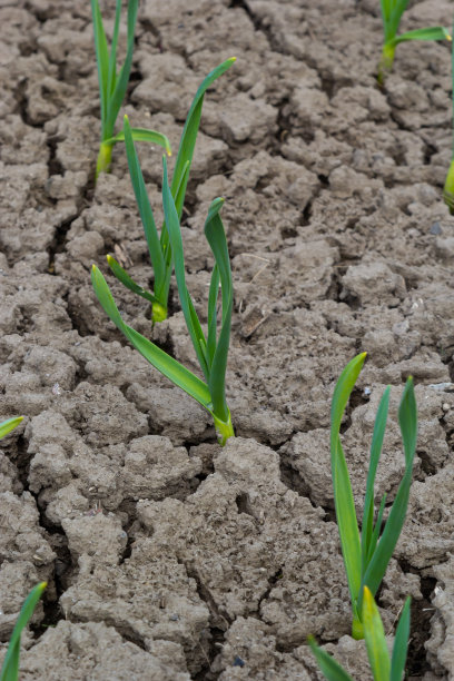 乡村生活。床上种着大蒜。干地图片下载