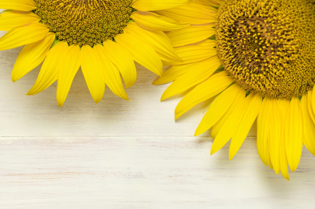 黄色向日葵在白色木制背景顶视图拷贝空间。美丽新鲜的向日葵，黄色的花束。收获的时候，耕作，农业，秋夏花卉背景图片下载