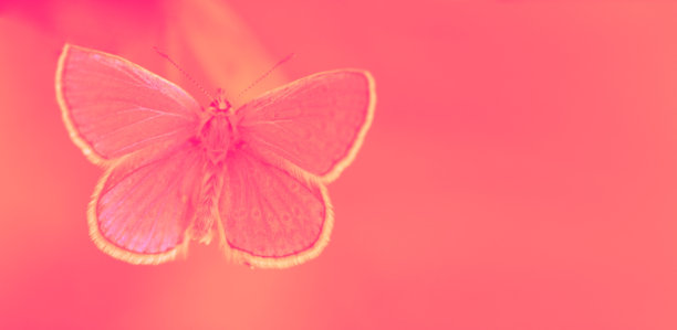 粉红蝴蝶近照图片下载