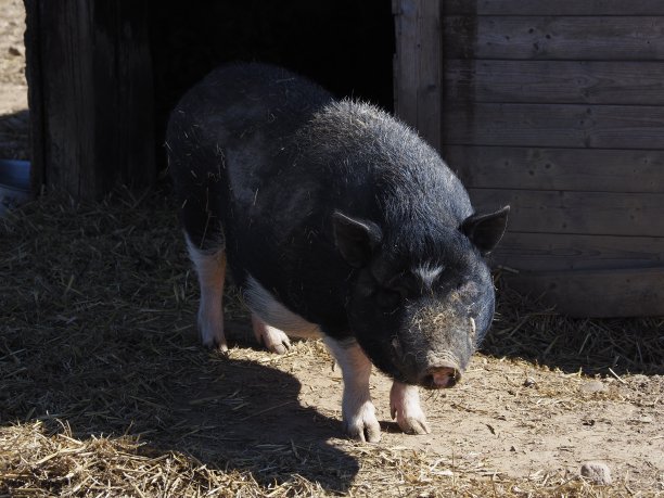 猪圈里的猪图片下载