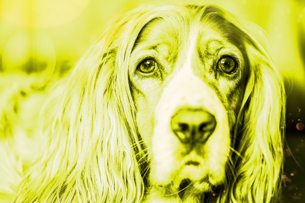 可卡犬宠物狗图片下载