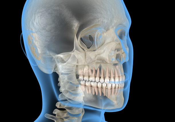 人的头部在x光视图。牙齿三维演示图片下载