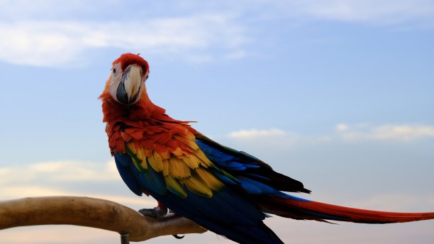 选择性聚焦红蓝金刚鹦鹉图片下载