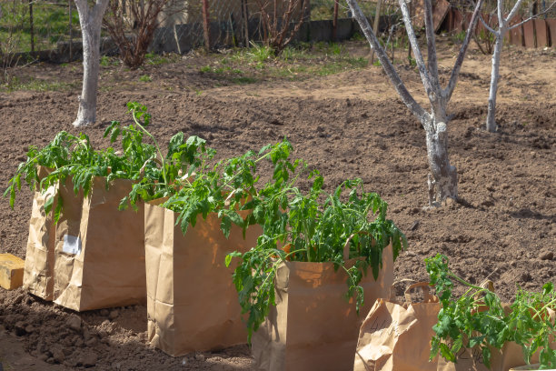 番茄幼苗在花园里用纸袋装好后，春天移栽在温室里图片下载