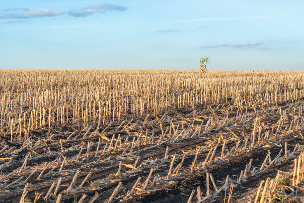 玉米和一排排割下的茬图片下载
