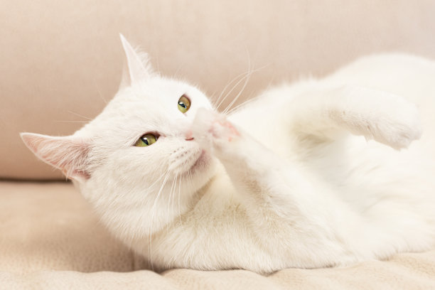 家猫。白色蓬松纯种英国猫。肖像。宠物图片下载