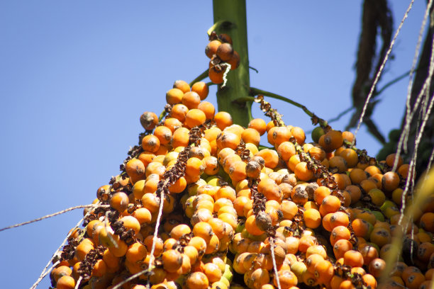 热带水果-几内亚白杆菌图片下载