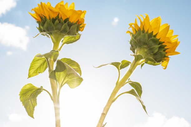 向日葵对着蓝天图片下载