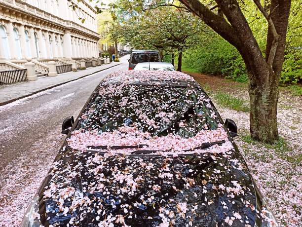 汽车覆盖樱花盛开的花朵花瓣在街道上，苏格兰，英格兰，英国图片下载