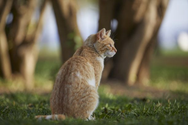 流浪猫在公园的草地上图片下载