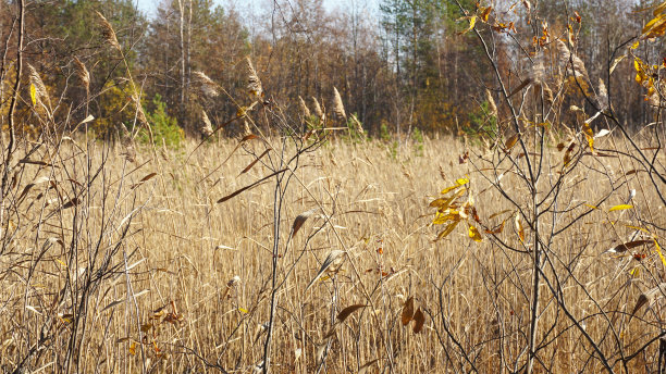 秋天沼泽里枯黄的小草。黄叶子的树。大自然正在为冬天做准备。图片下载