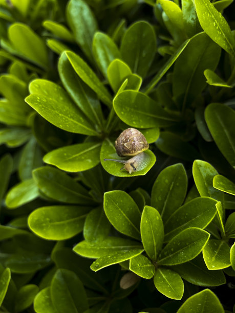 蜗牛和蚂蚁图片下载