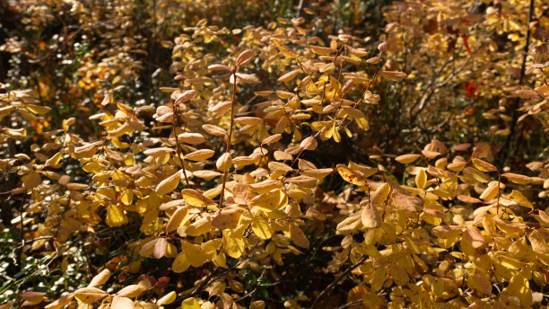秋天森林里黄色的越橘灌木。关闭了。森林里真正的植物。图片下载