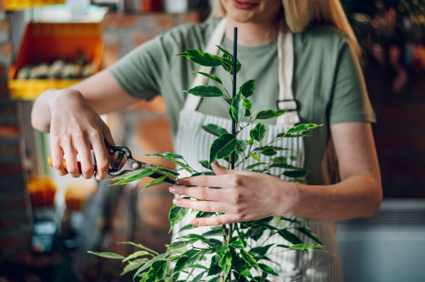 花商用修剪剪修剪盆栽的雌性植物图片下载