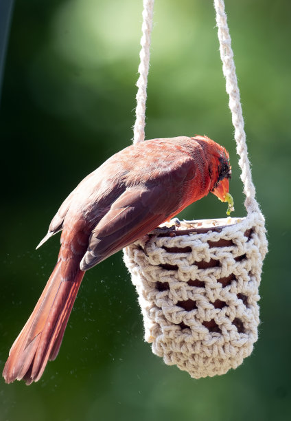 北方红雀在一个小的悬挂喂食器中啃食图片下载