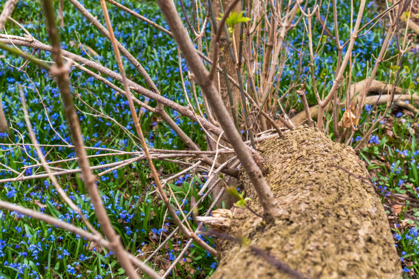 俯视着被风信子包围的树干图片下载